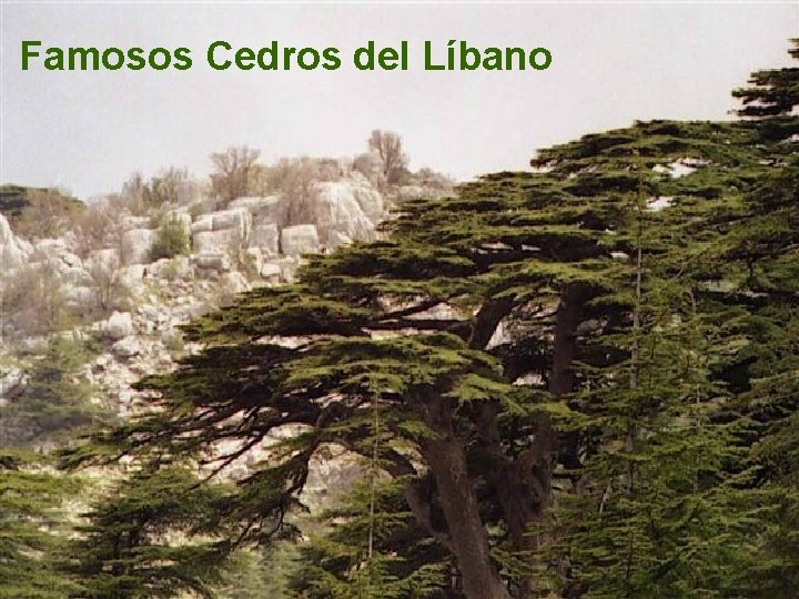 Famosos Cedros del Líbano 