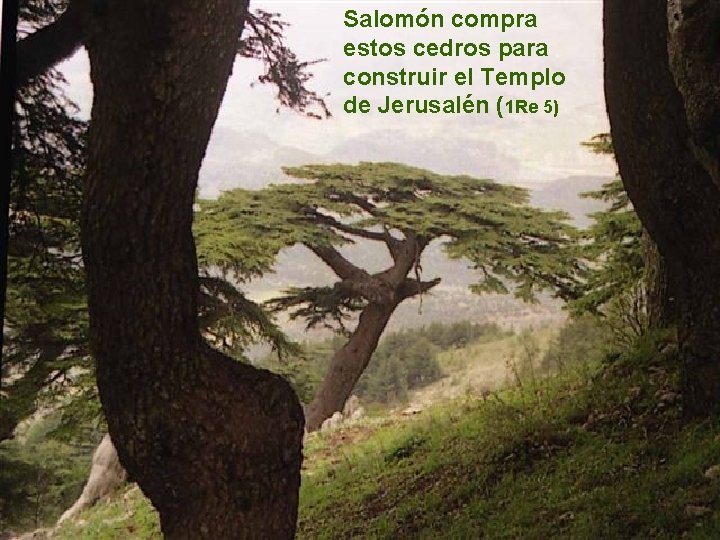 Salomón compra estos cedros para construir el Templo de Jerusalén (1 Re 5) 