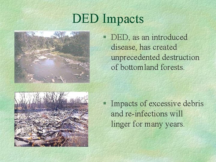 DED Impacts § DED, as an introduced disease, has created unprecedented destruction of bottomland