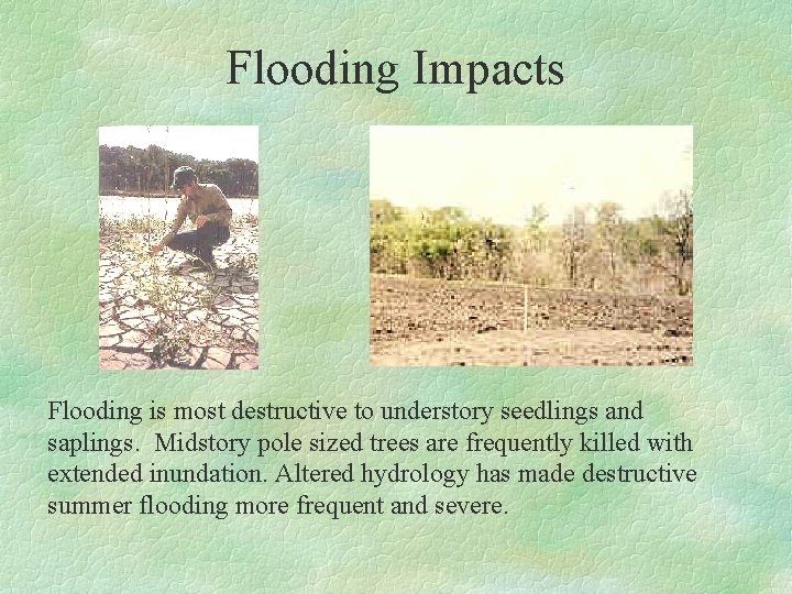 Flooding Impacts Flooding is most destructive to understory seedlings and saplings. Midstory pole sized