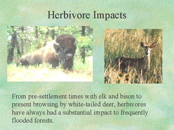 Herbivore Impacts From pre-settlement times with elk and bison to present browsing by white-tailed