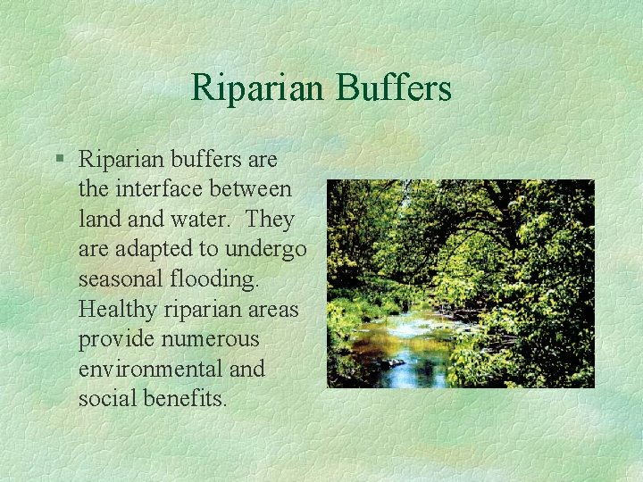 Riparian Buffers § Riparian buffers are the interface between land water. They are adapted