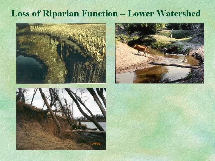 Loss of Riparian Function – Lower Watershed 