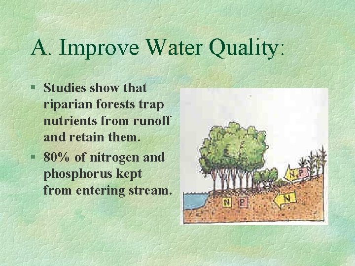 A. Improve Water Quality: § Studies show that riparian forests trap nutrients from runoff