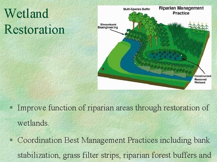 Wetland Restoration § Improve function of riparian areas through restoration of wetlands. § Coordination