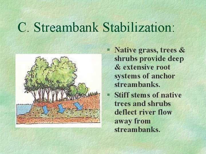 C. Streambank Stabilization: § Native grass, trees & shrubs provide deep & extensive root