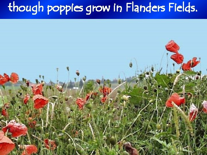 though poppies grow in Flanders Fields. 