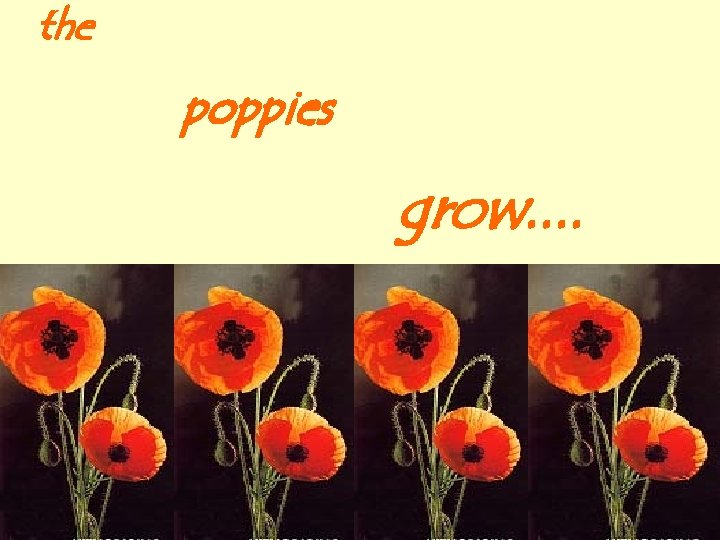 the poppies grow. . 