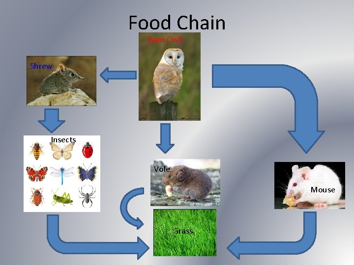 Food Chain Barn Owl Shrew Insects Vole Mouse Grass 