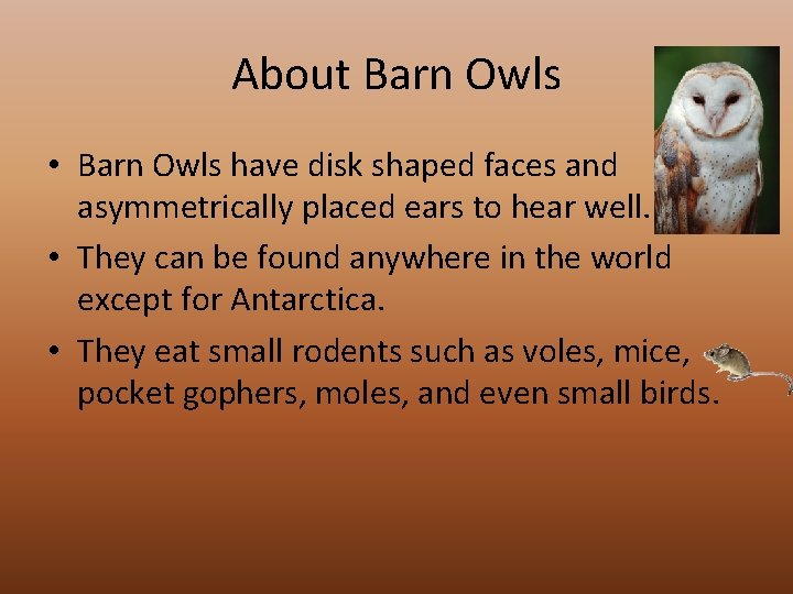 About Barn Owls • Barn Owls have disk shaped faces and asymmetrically placed ears