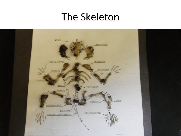 The Skeleton 