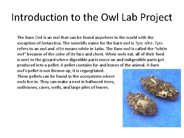 Introduction to the Owl Lab Project The Barn Owl is an owl that can
