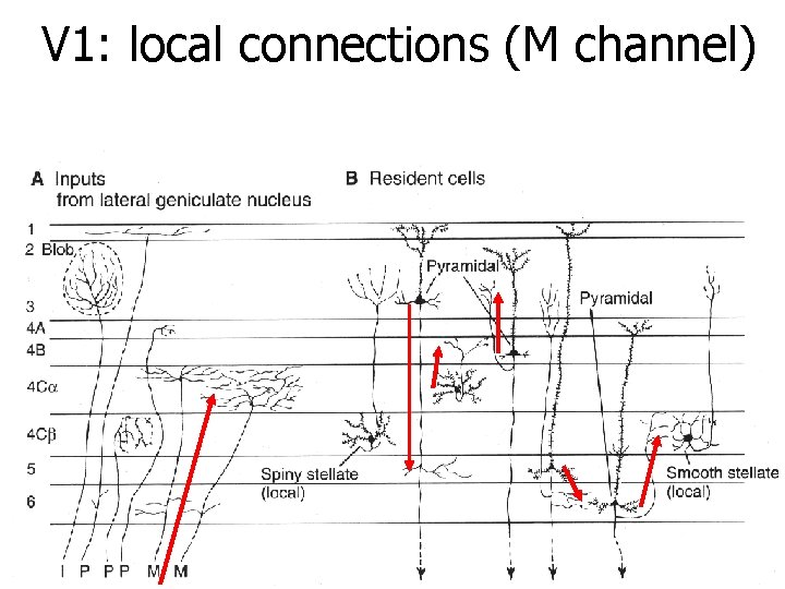 V 1: local connections (M channel) 