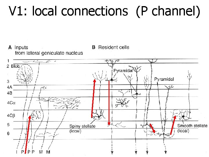 V 1: local connections (P channel) 