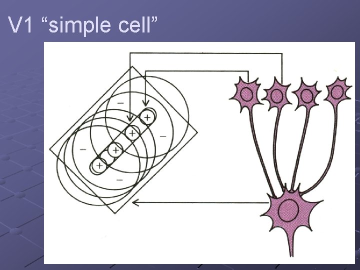 V 1 “simple cell” 