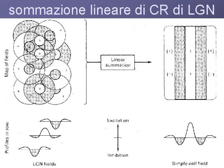 sommazione lineare di CR di LGN 