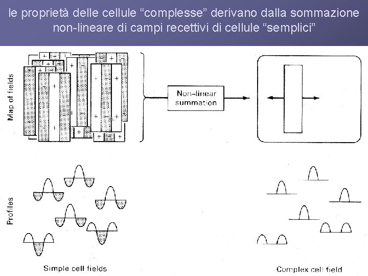 le proprietà delle cellule “complesse” derivano dalla sommazione non-lineare di campi recettivi di cellule