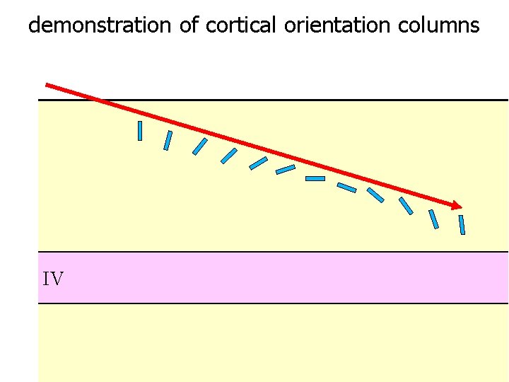 demonstration of cortical orientation columns IV 