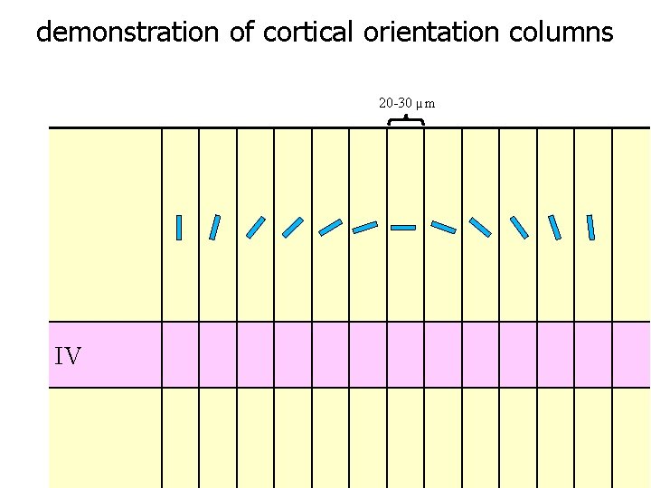 demonstration of cortical orientation columns 20 -30 µm IV 