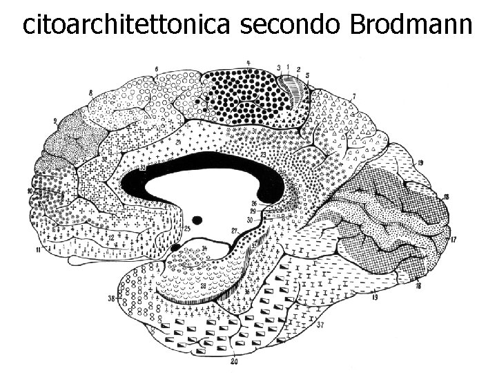 citoarchitettonica secondo Brodmann 