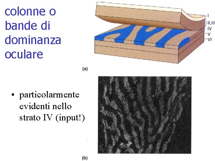 colonne o bande di dominanza oculare • particolarmente evidenti nello strato IV (input!) 