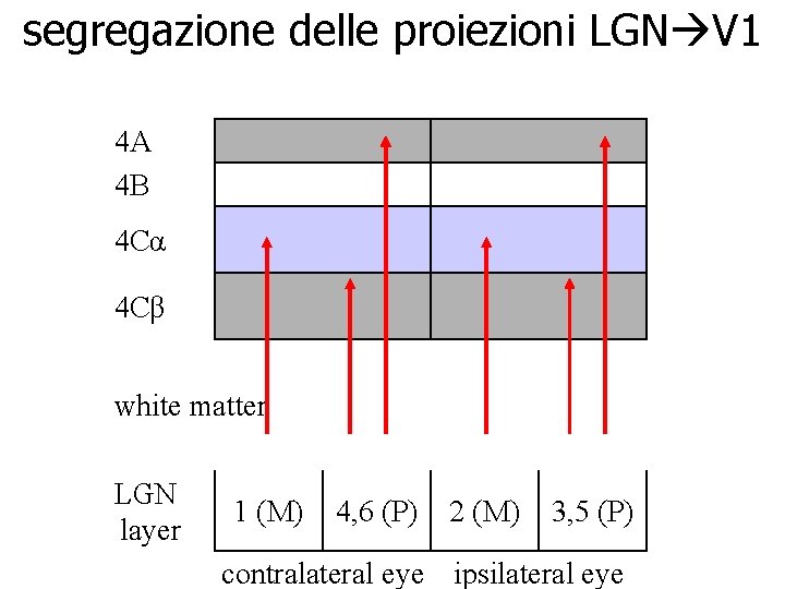 segregazione delle proiezioni LGN V 1 4 A 4 B 4 Cα 4 Cβ