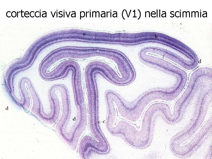 corteccia visiva primaria (V 1) nella scimmia 