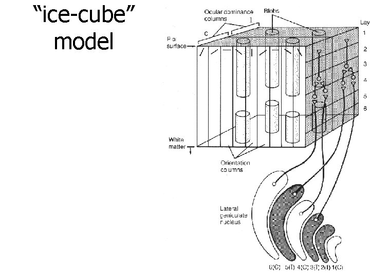 “ice-cube” model 