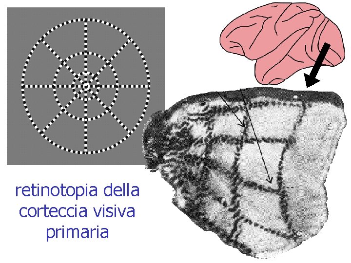 retinotopia della corteccia visiva primaria 