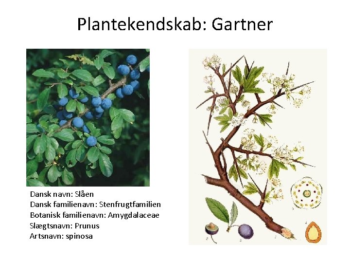 Plantekendskab: Gartner Dansk navn: Slåen Dansk familienavn: Stenfrugtfamilien Botanisk familienavn: Amygdalaceae Slægtsnavn: Prunus Artsnavn: