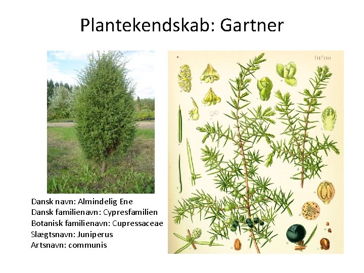 Plantekendskab: Gartner Dansk navn: Almindelig Ene Dansk familienavn: Cypresfamilien Botanisk familienavn: Cupressaceae Slægtsnavn: Juniperus