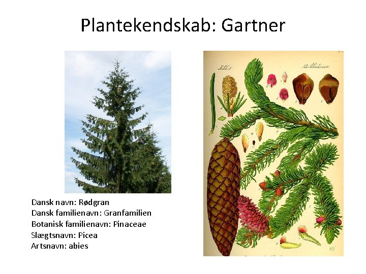 Plantekendskab: Gartner Dansk navn: Rødgran Dansk familienavn: Granfamilien Botanisk familienavn: Pinaceae Slægtsnavn: Picea Artsnavn:
