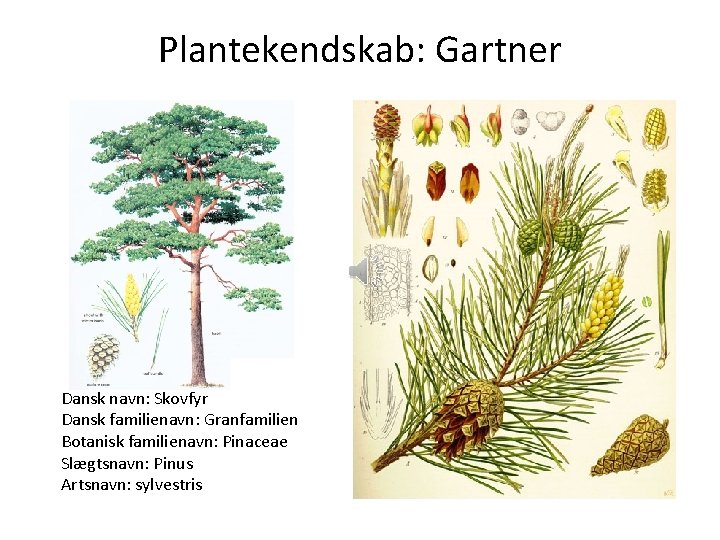 Plantekendskab: Gartner Dansk navn: Skovfyr Dansk familienavn: Granfamilien Botanisk familienavn: Pinaceae Slægtsnavn: Pinus Artsnavn: