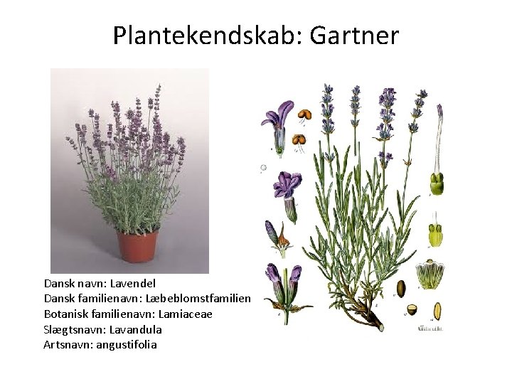 Plantekendskab: Gartner Dansk navn: Lavendel Dansk familienavn: Læbeblomstfamilien Botanisk familienavn: Lamiaceae Slægtsnavn: Lavandula Artsnavn: