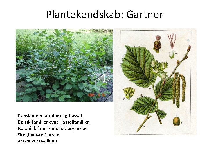 Plantekendskab: Gartner Dansk navn: Almindelig Hassel Dansk familienavn: Hasselfamilien Botanisk familienavn: Corylaceae Slægtsnavn: Corylus