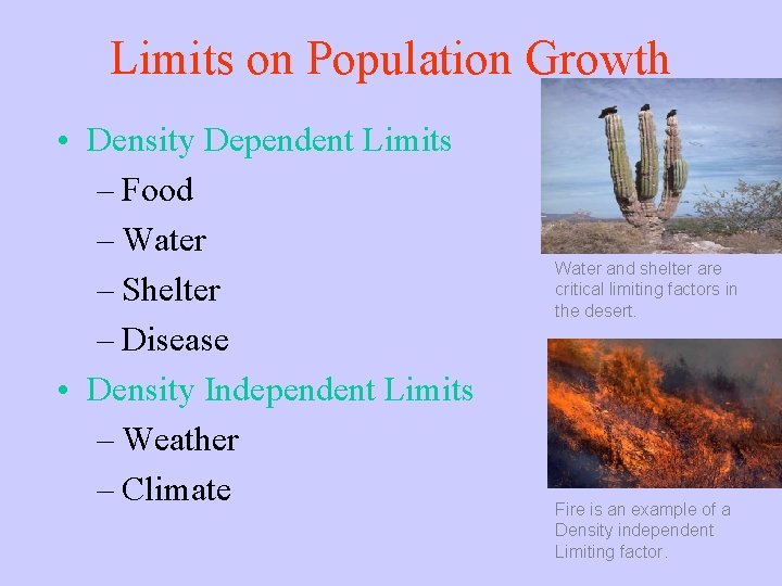 Limits on Population Growth • Density Dependent Limits – Food – Water – Shelter