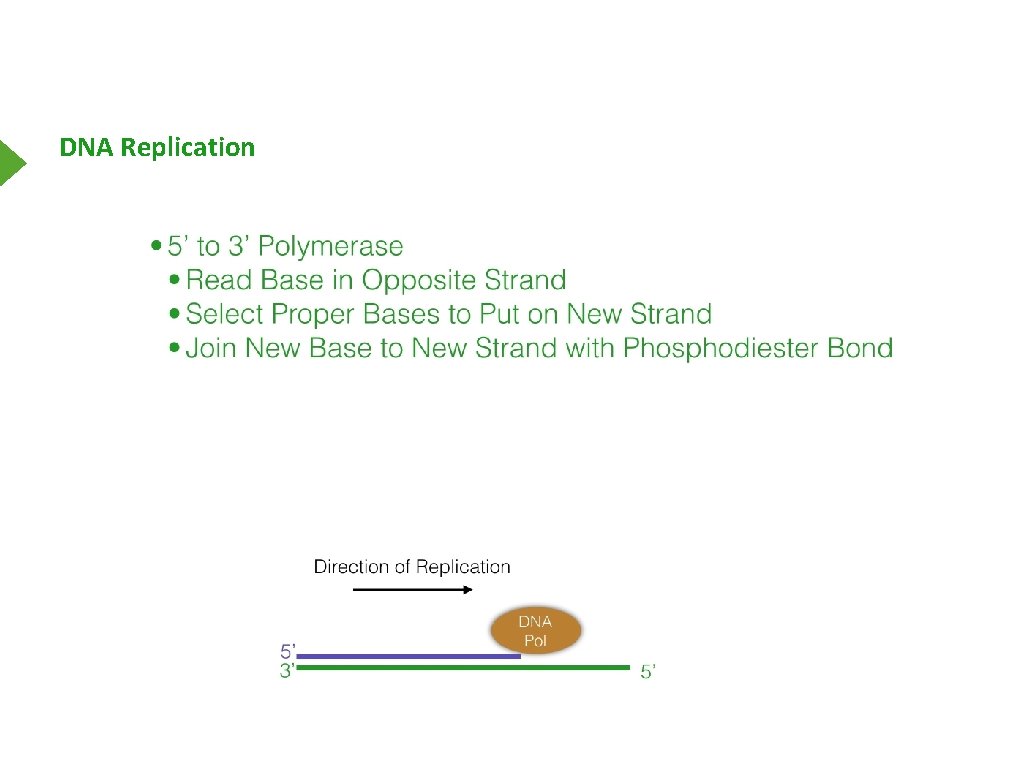 DNA Replication 