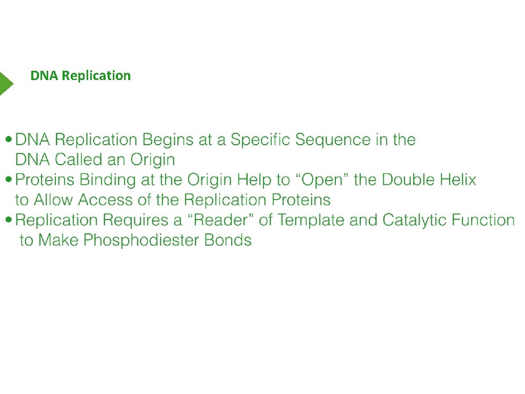 DNA Replication 