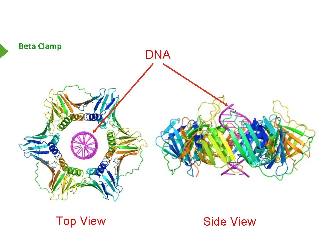 Beta Clamp Top View DNA Side View 