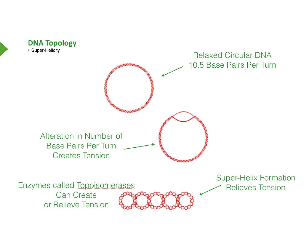 Topoisomerase Action 