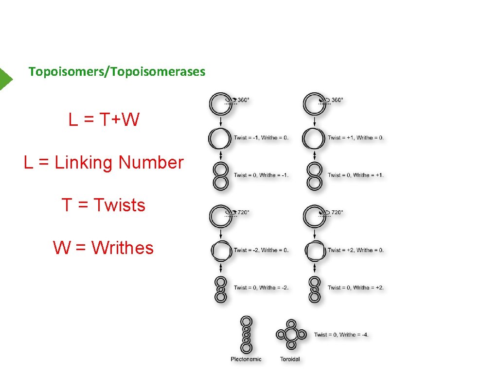 Topoisomers/Topoisomerases L = T+W L = Linking Number T = Twists W = Writhes
