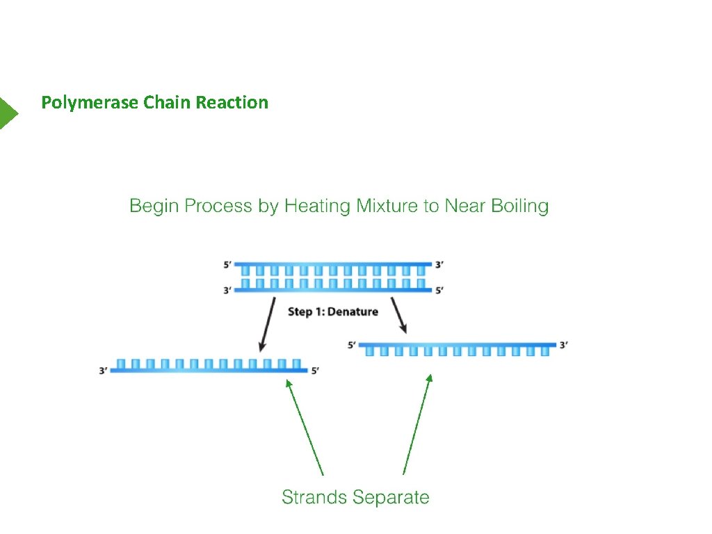 Polymerase Chain Reaction 