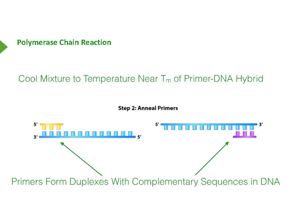 Polymerase Chain Reaction 