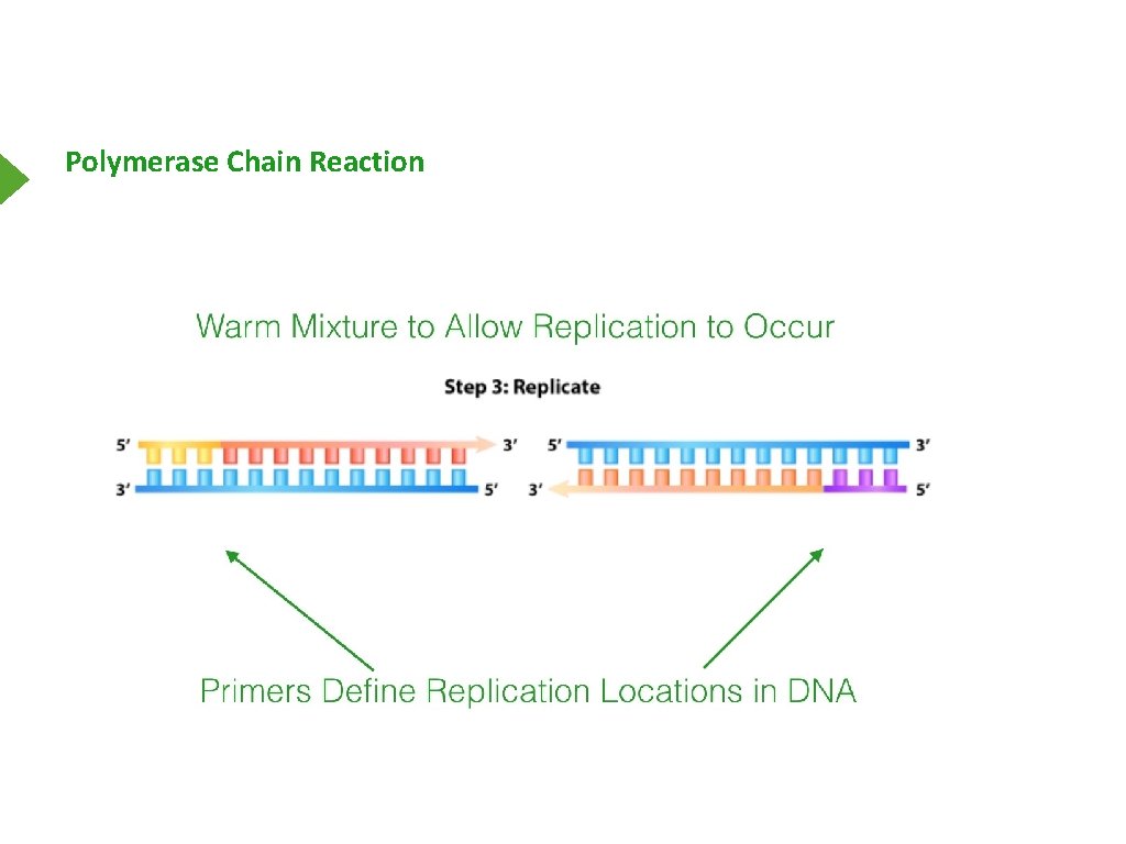 Polymerase Chain Reaction 