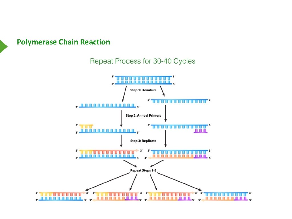 Polymerase Chain Reaction 