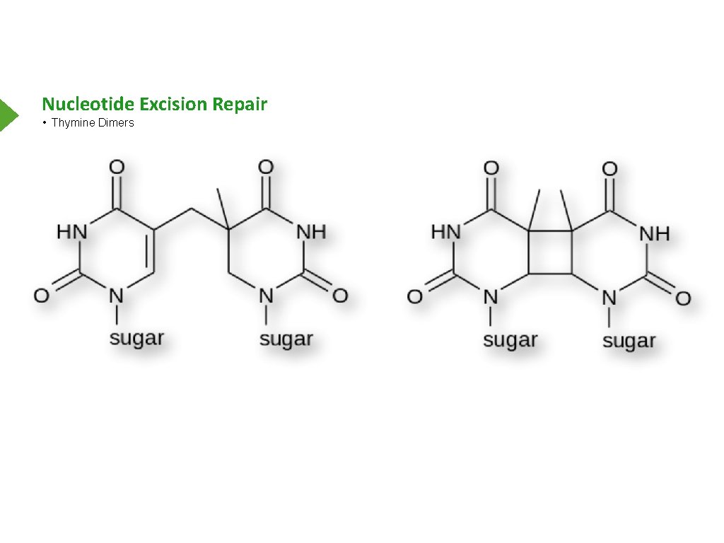 Nucleotide Excision Repair • Thymine Dimers 