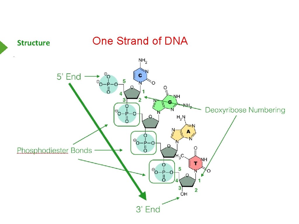 Structure One Strand of DNA 