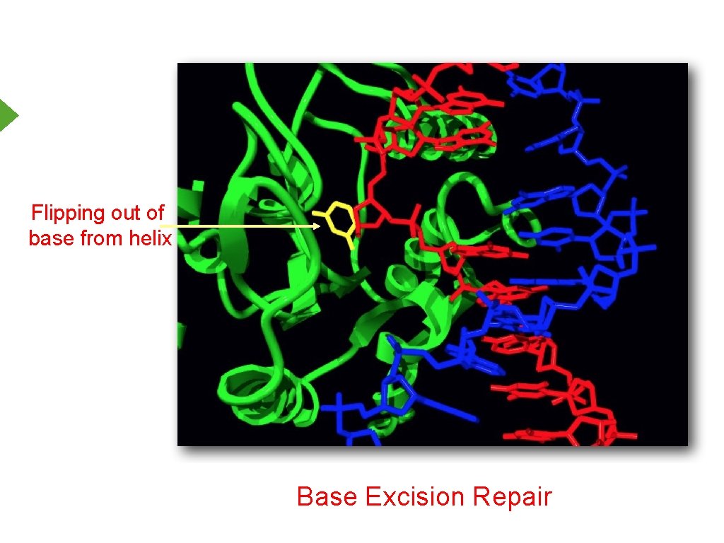 Flipping out of base from helix Base Excision Repair 