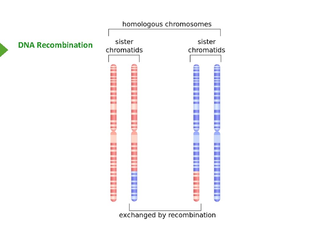 DNA Recombination 