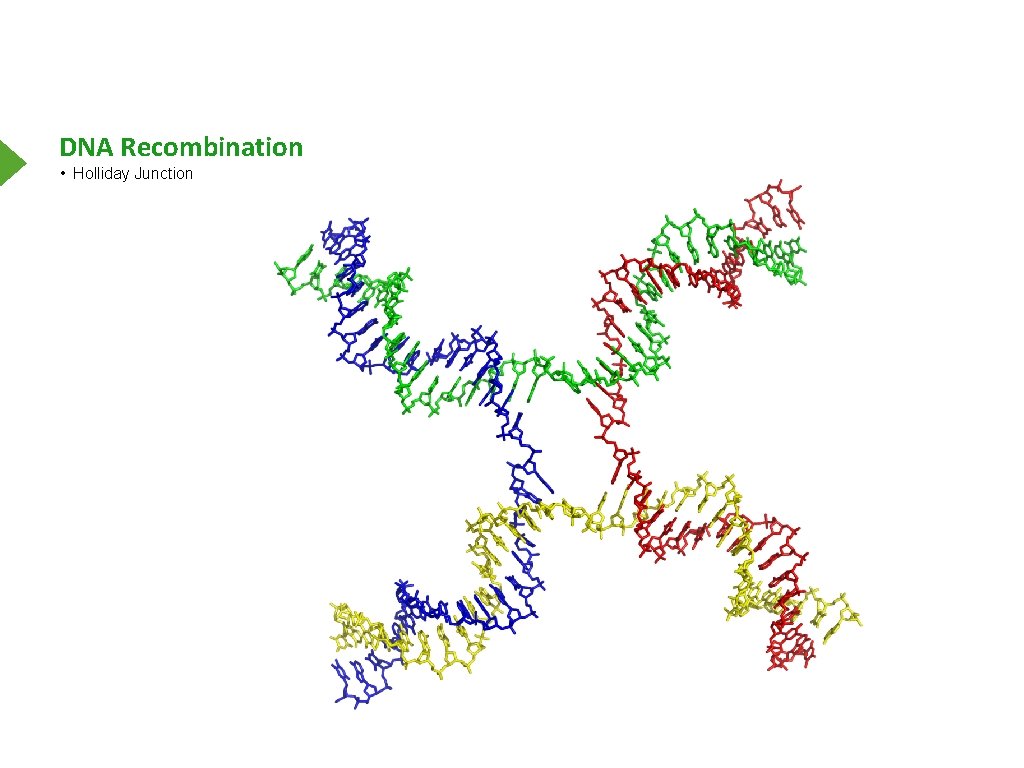 DNA Recombination • Holliday Junction 